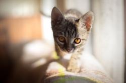 英雄联盟总决赛赛程-孤峰之战，2026世界杯巅峰对决，瑞士绝境控球制胜，维尼修斯孤星闪耀