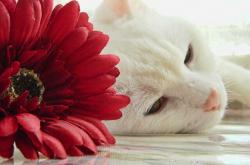 英雄联盟总决赛门票-一个人的战争，布鲁诺·苏亚雷斯如何用统治级数据，为哥伦比亚踏平韩国