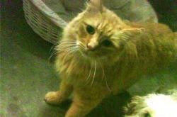 LOL赛事-跨界风暴，F1新赛季揭幕战中的巴拉圭节奏与卡塔尔掌控之战