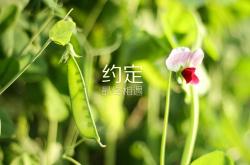 英雄联盟总决赛时间-孤岛上的火把，当山西队与保罗在各自的沙漠里升起信号