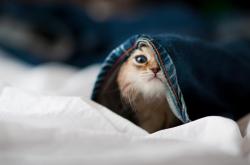 -跨界巅峰，当浙江队东方洪流席卷热火，保罗力挽狂澜成南海孤舟唯一灯塔