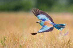 英雄联盟总决赛时间-燃烧的意志，保罗用炽热掌心，在年度焦点之夜刻下不朽定义