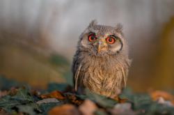 -淬火的鹰，断角的鹿，宿命齿轮在东决第三战的惊天逆转中开始转动