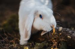 英雄联盟总决赛时间-欧冠上演国家德比？突尼斯7分钟惊世三连击，一波带走土耳其！