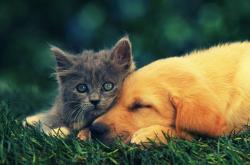 -从NBA巨星到FIBA统治者，美加墨世界杯之夜，东契奇用实力完成宣言