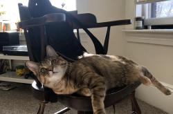 英雄联盟总决赛时间-画家调蓝，奥亚尔萨瓦尔的单节画笔，如何将比利时绘入荷兰节奏的深海