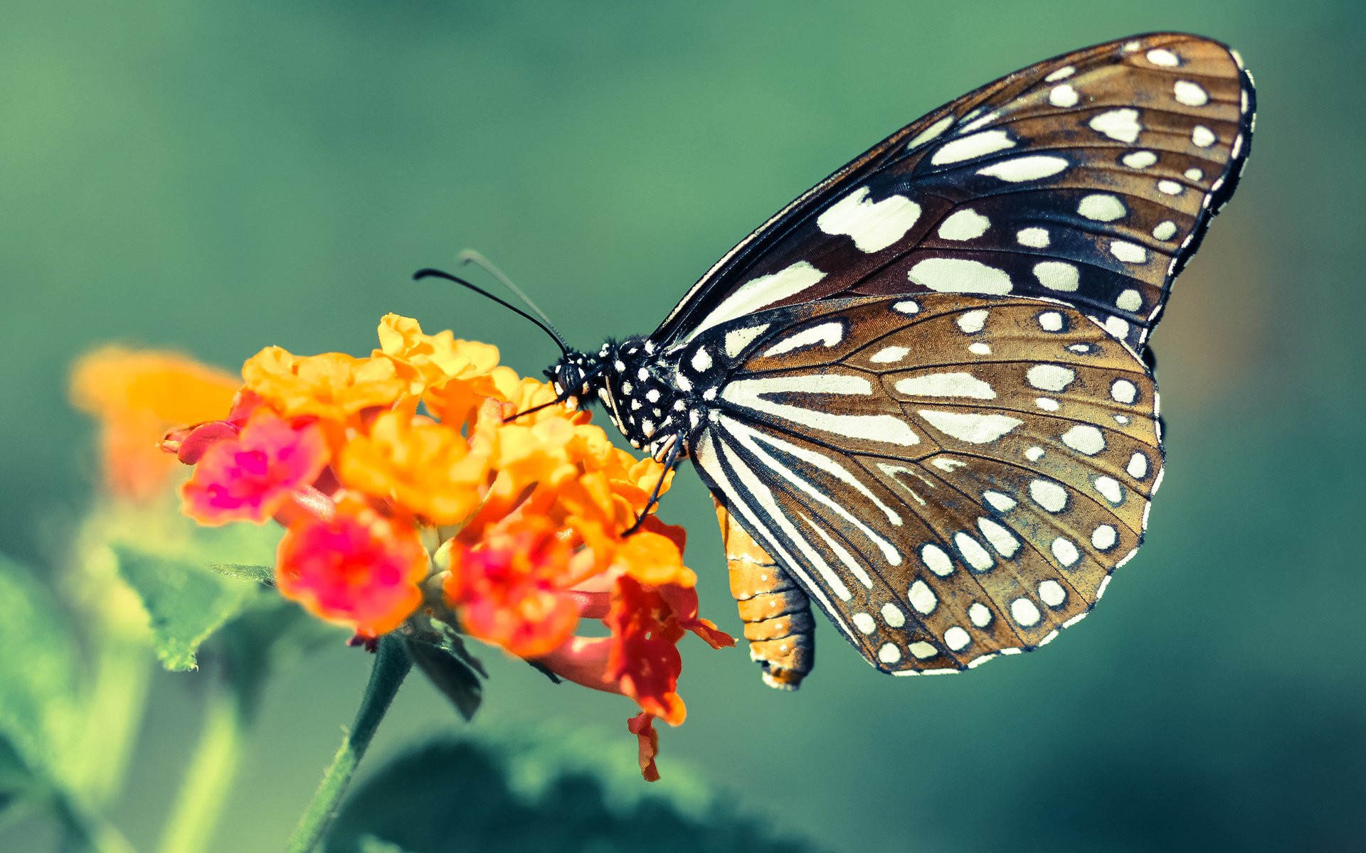逆转引擎!北京队险胜广厦关键战,杰伦·格林用攻防转换诠释现代篮球核心