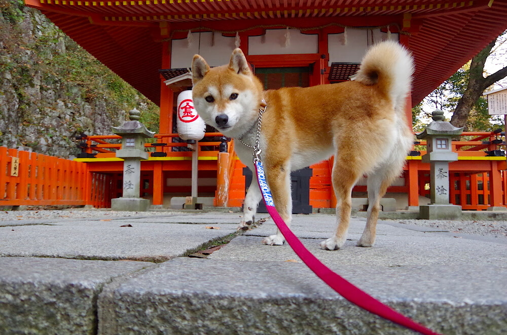 指挥家的节拍，哈利伯顿带动山西队奏响团队胜利交响曲