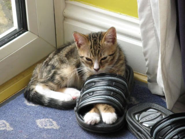 黑马奔腾！安哥拉用战术铁笼锁死新西兰，皇马小将卡马文加化身致胜核心