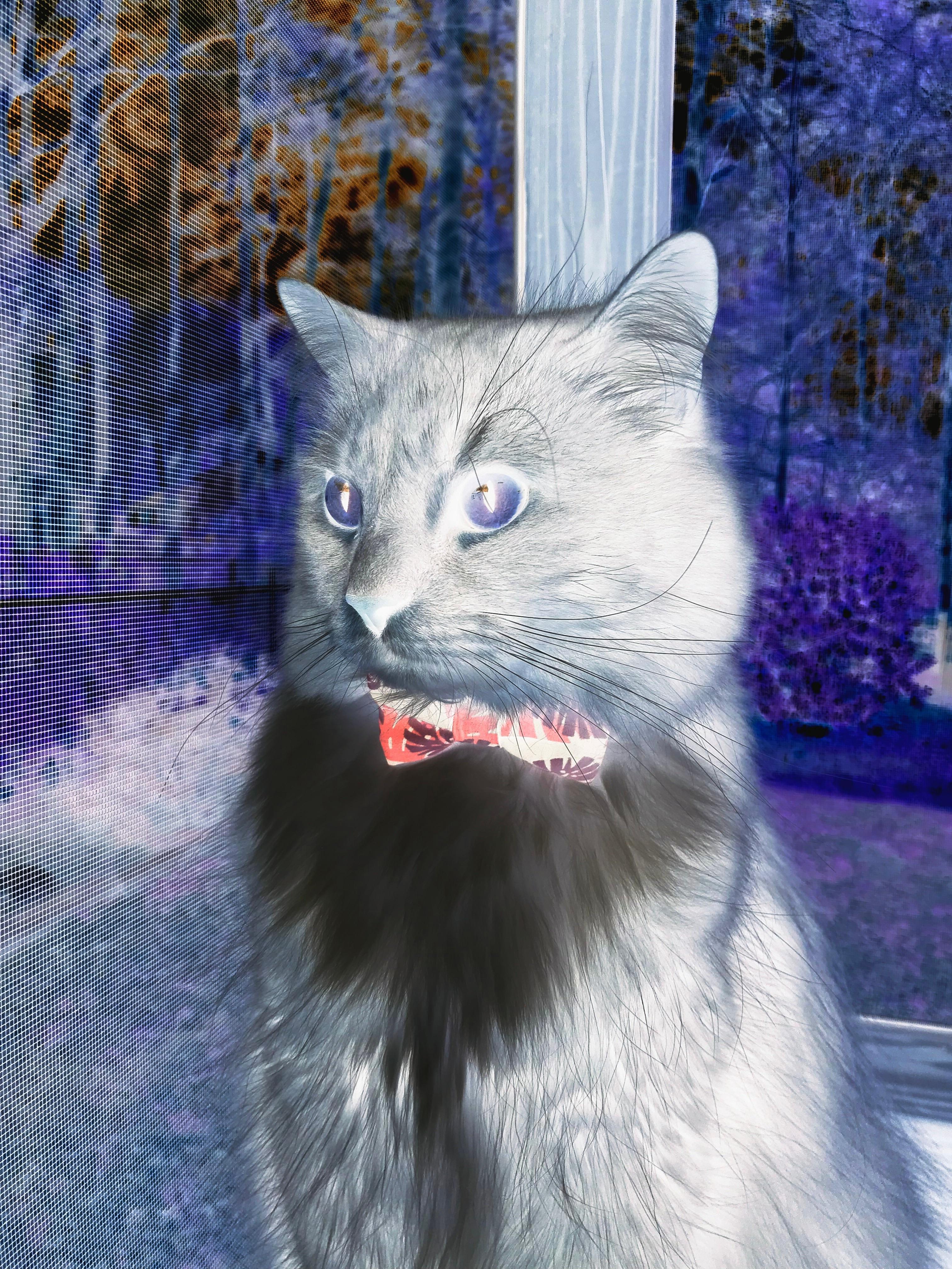 以硅胶鞋底般的窒息感，西亚卡姆锁死约基奇，鹈鹕导演20分惊天逆转