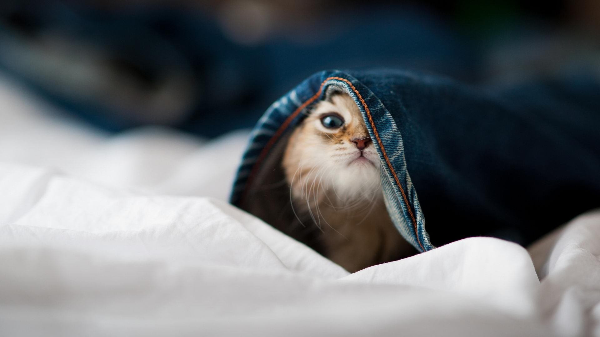 跨界巅峰，当浙江队东方洪流席卷热火，保罗力挽狂澜成南海孤舟唯一灯塔