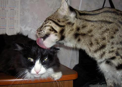 赛道巷战与球场蜂战，决胜时刻的勇士法则