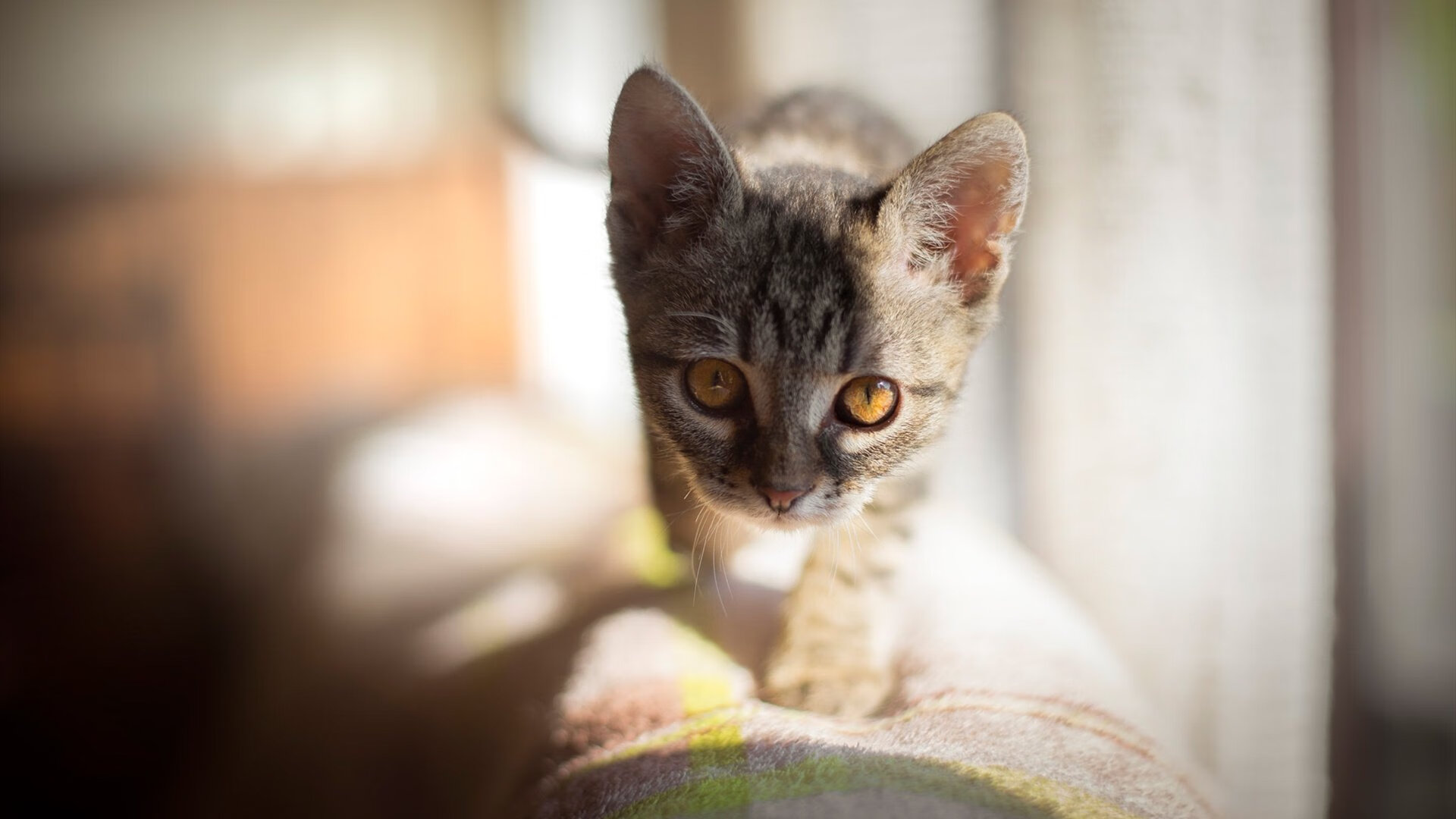 极速攻防,当F1街道赛遇上篮球封锁战