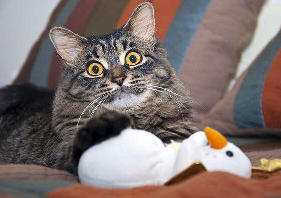 从落选秀到关键先生,总决赛之夜,为何范弗利特堪称硬仗之王