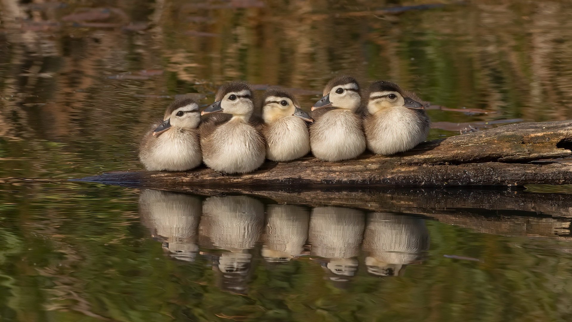 沙漠雄鹰掀翻强敌陷落,巴雷拉暴走打爆钢铁防线