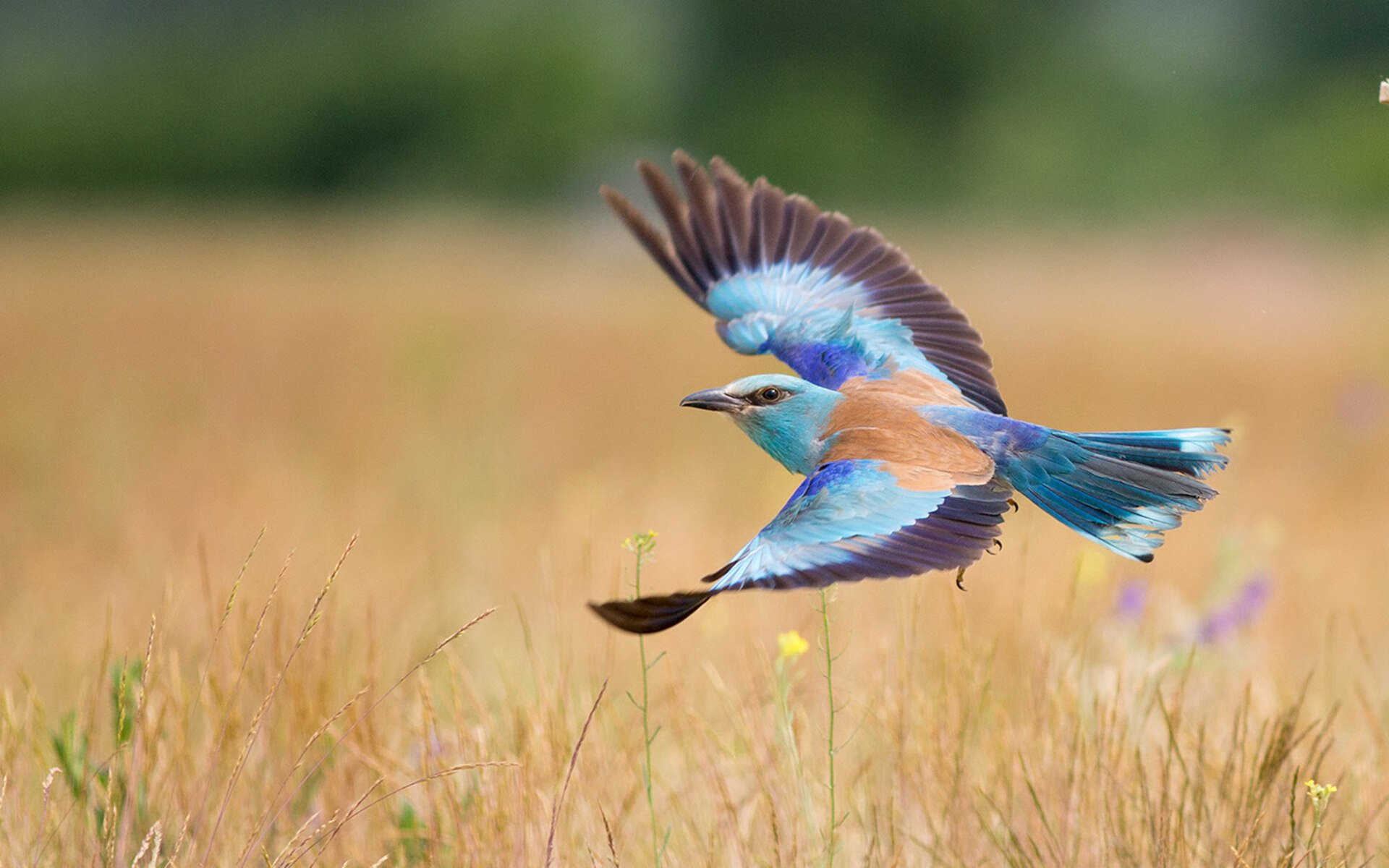 燃烧的意志，保罗用炽热掌心，在年度焦点之夜刻下不朽定义