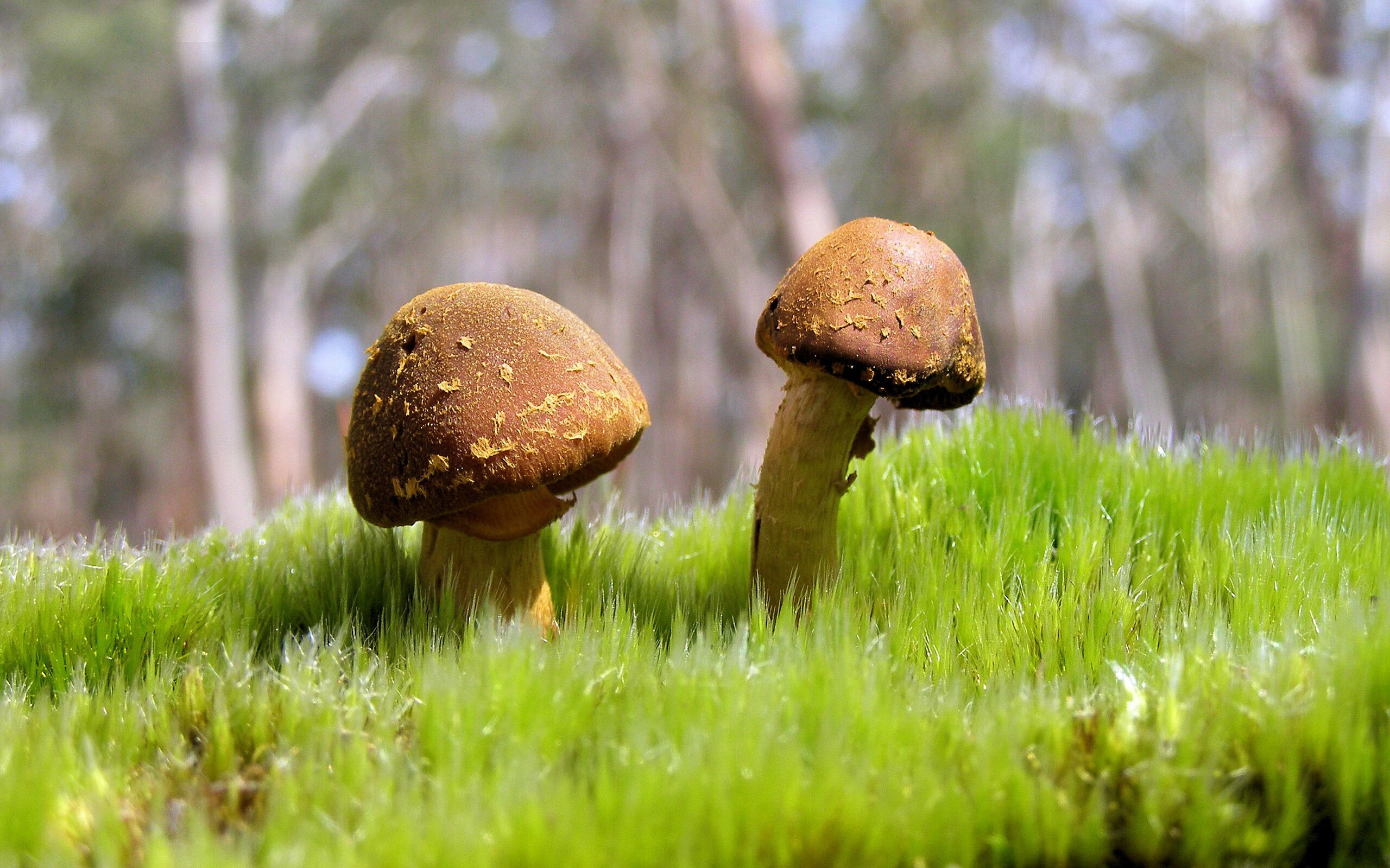 铁血活塞的节奏艺术,当休斯敦的火焰遇上拉梅洛·鲍尔的西决审判夜