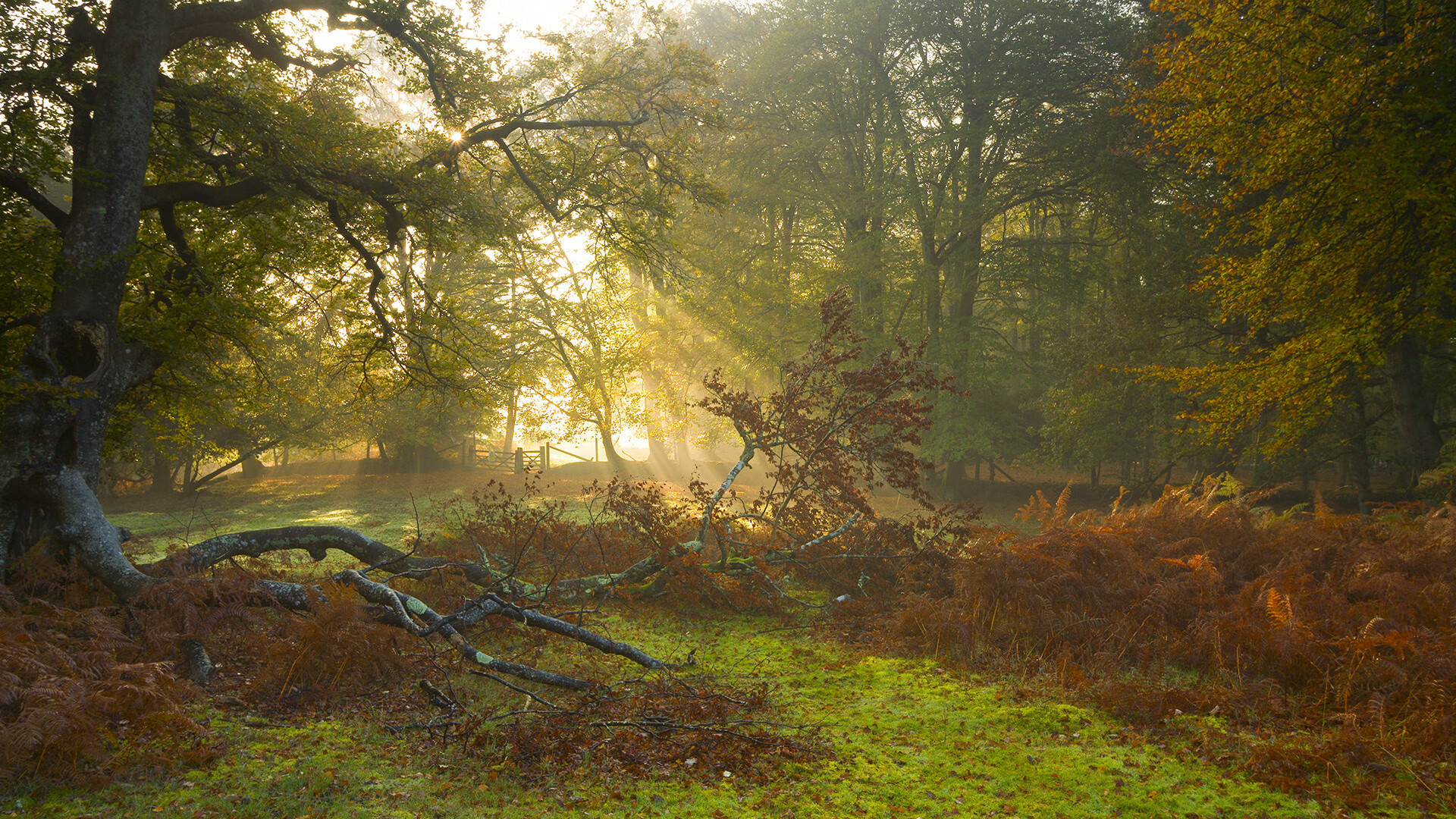 蓝鹰翱翔金字塔,一场横跨欧洲与北非的足球寓言