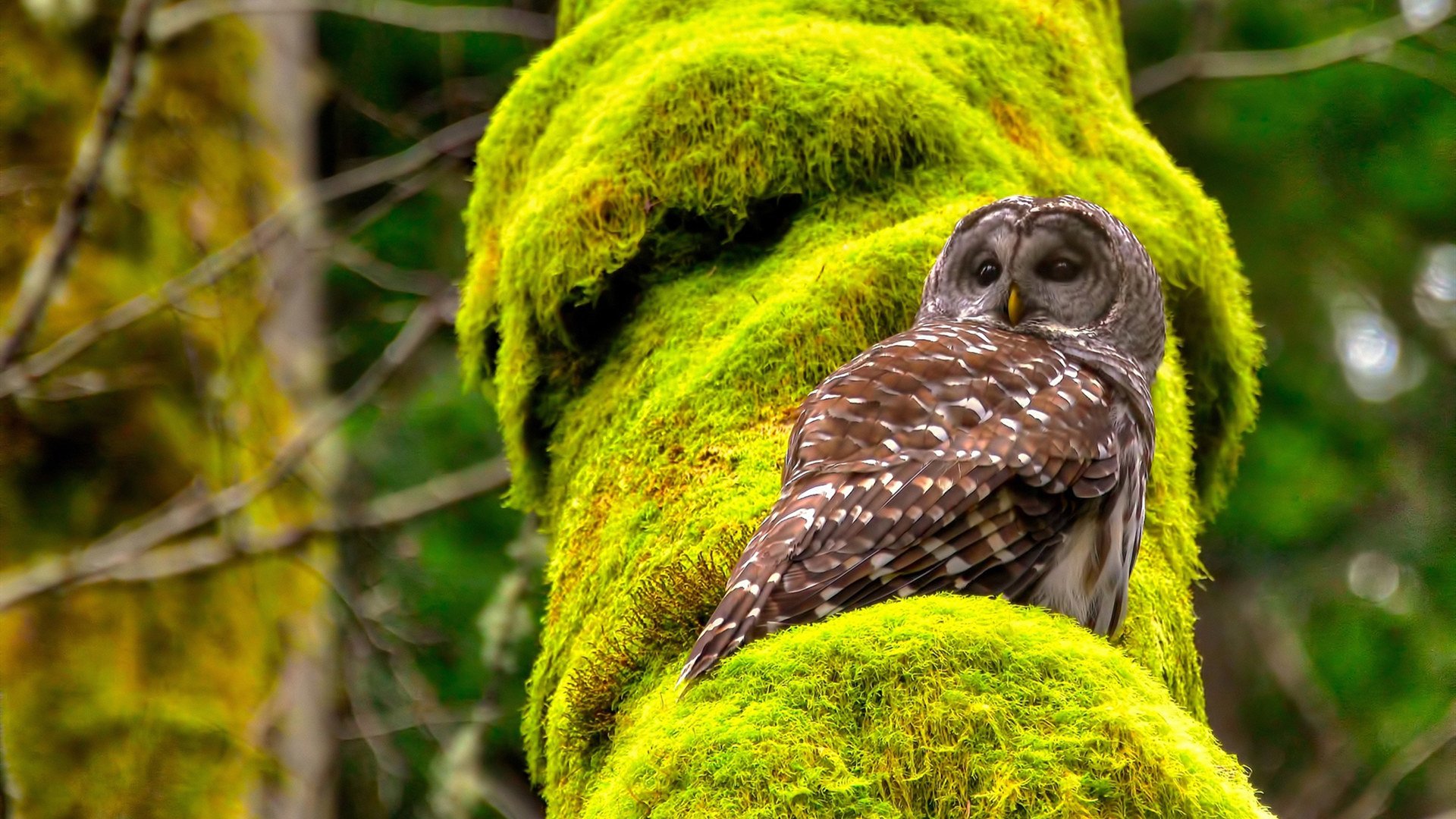 一个人的独舞，奥亚尔萨瓦尔如何将国家意志撕成碎片