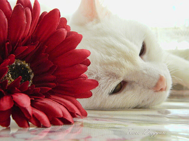 篮坛平行宇宙,辽宁队化身黑马淘汰公牛,乔治西决超神封神一战