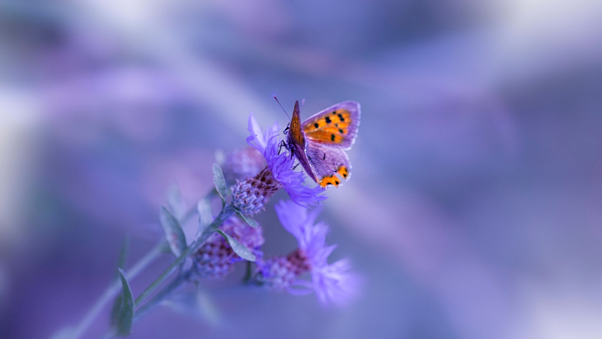 当蓝鹰飞越金斯顿，阿圭罗的方向盘革命