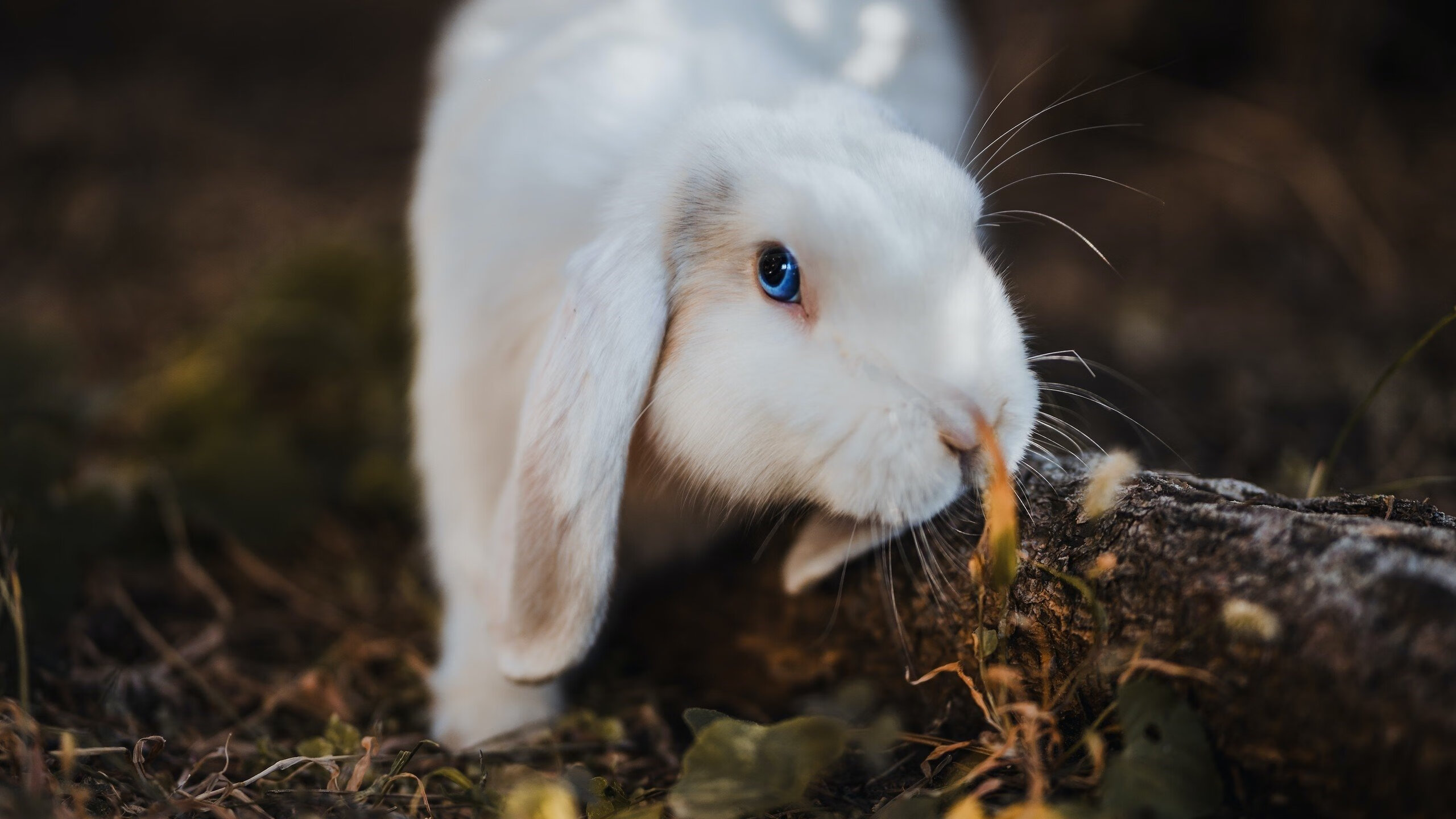 欧冠上演国家德比?突尼斯7分钟惊世三连击,一波带走土耳其!
