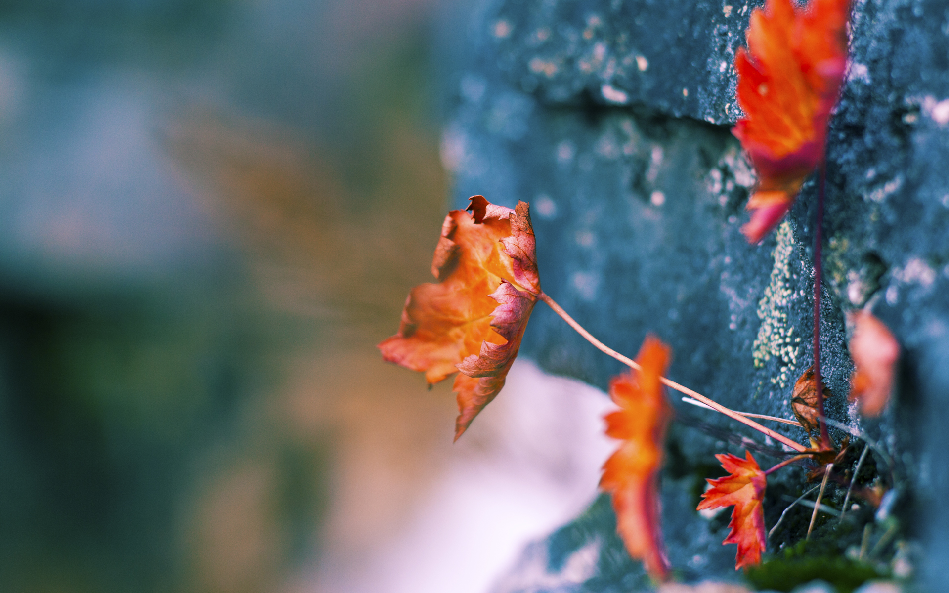 绿茵两界的证明，阿圭罗的觉醒与阿尔及利亚的碾压