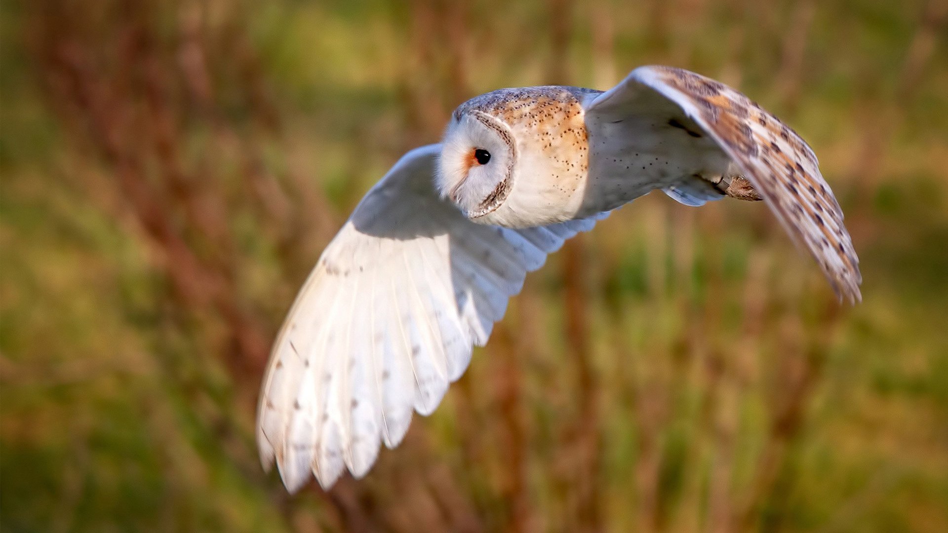巨星碰撞东方,英格拉姆一锤定音,76人关键战碾压浙江取开门红