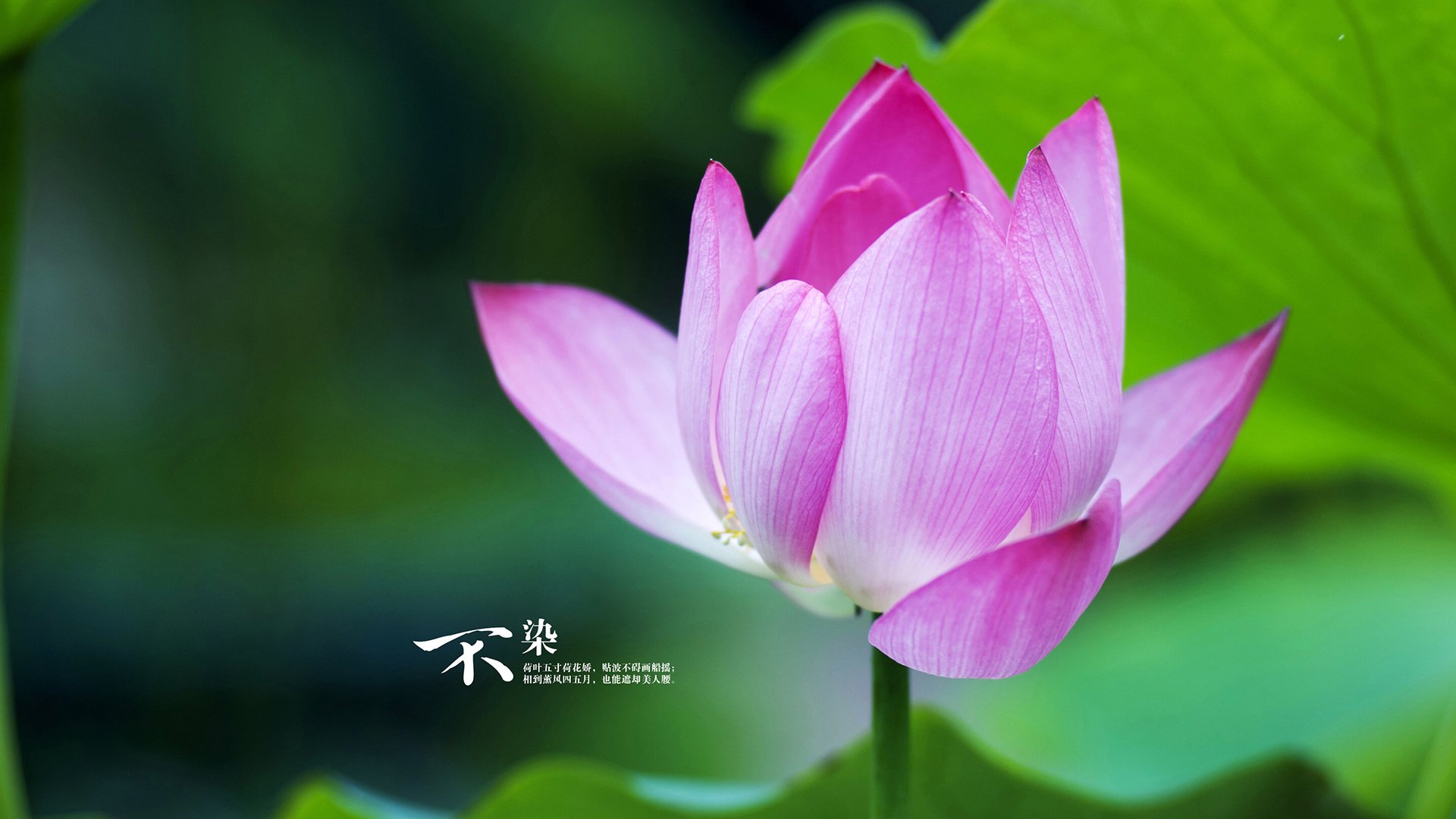 天平与迷宫，当最后一个战术板被哈登拆解成哲学