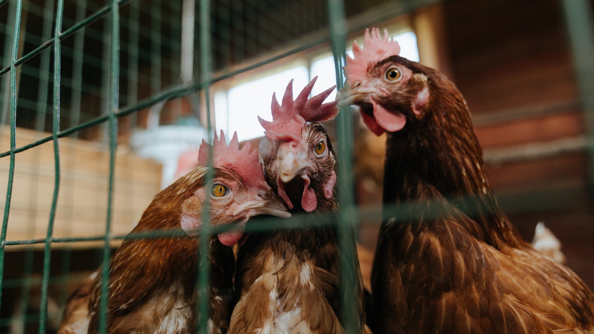 蓝黑风暴席卷巴黎，铁血中场驱动唯一晋级之路