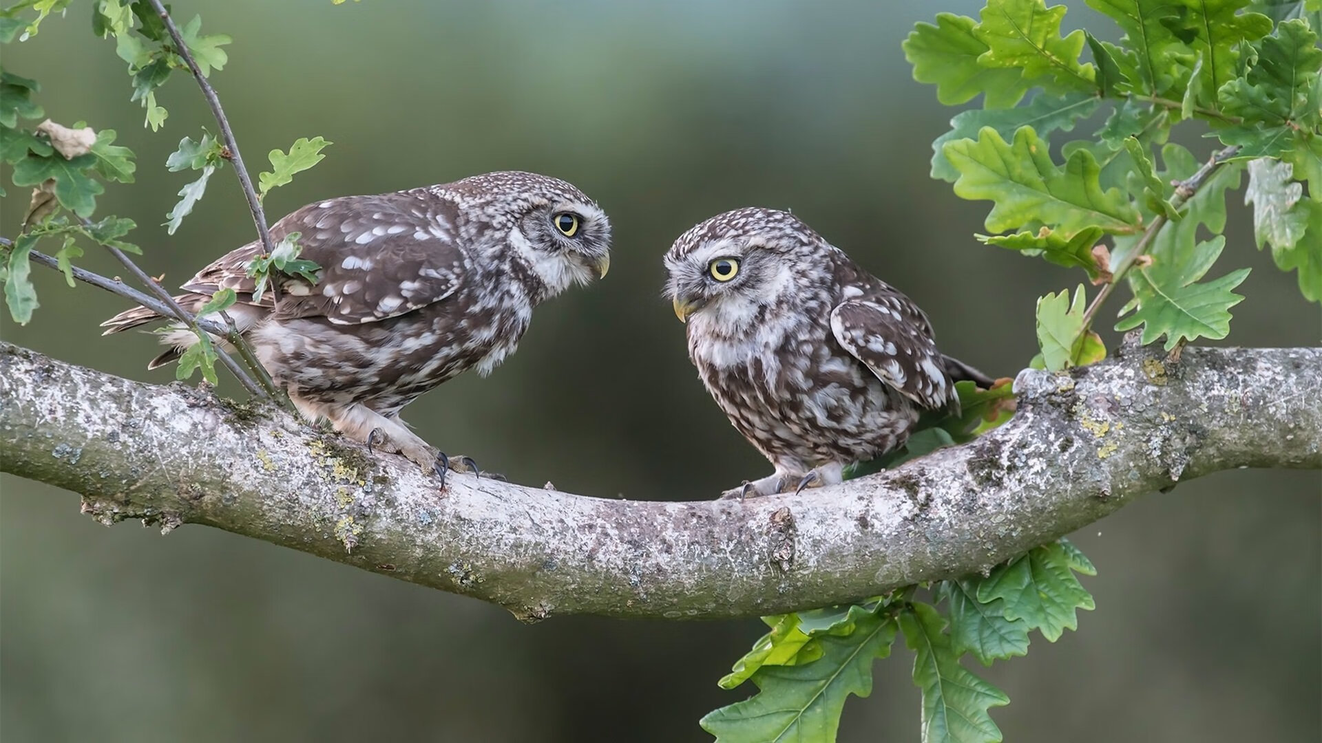 血脉苏醒，巨人之战，鹈鹕如何将年度焦点之战烙印在爵士的荣耀之上