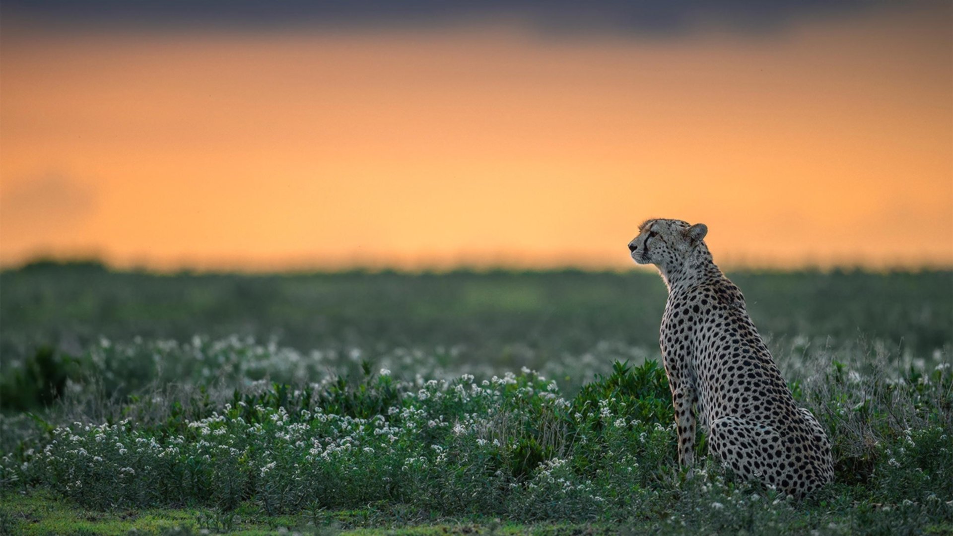 当辽宁队遇上猛龙,哈登的跨洋绝杀证明篮球只有一个真理