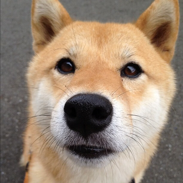 铁幕下的闪电，德国战术机器压制玻利维亚，阿什拉夫一剑封喉成关键先生