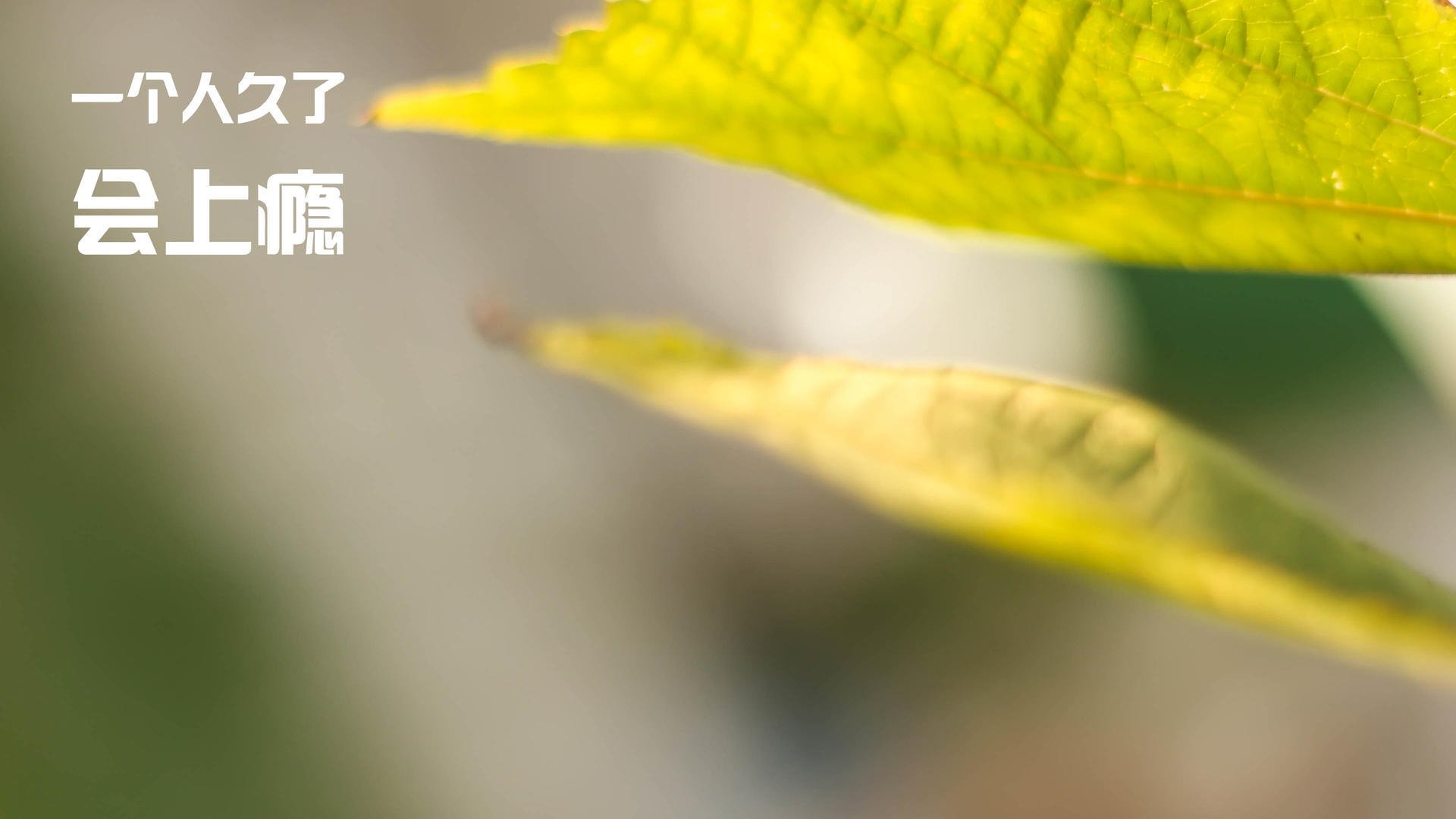 无人复刻的剧本，当猛龙在奥兰多撞上唯一性，布伦森写下唯一的答案