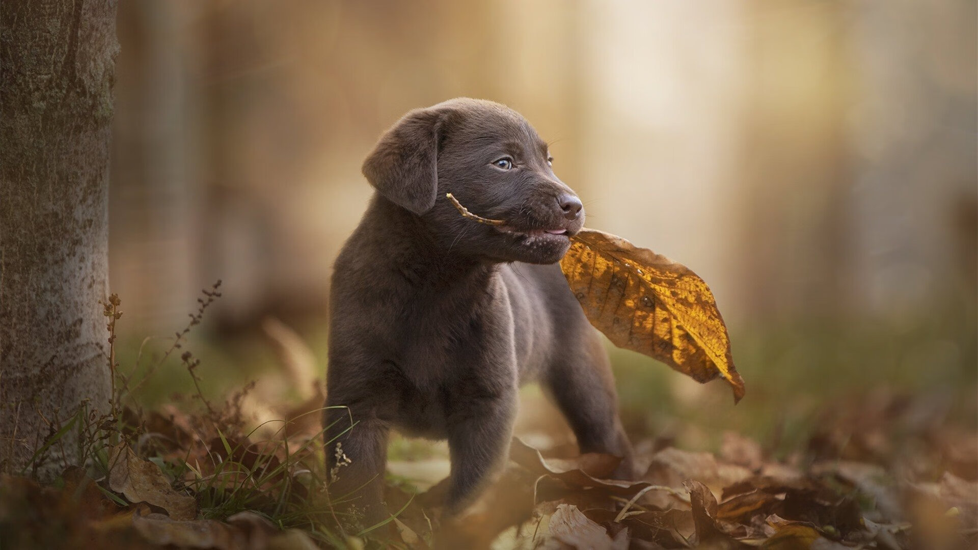 2026世界杯四分之一决赛,泰国奇迹之夜,德布劳内致命一击书写战术传奇